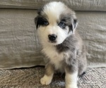 Small Photo #8 Australian Shepherd Puppy For Sale in GILBERT, AZ, USA