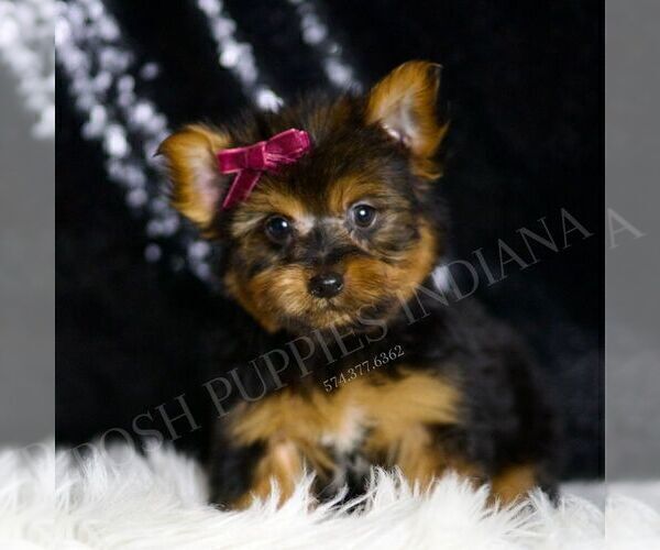 Medium Photo #3 Yorkshire Terrier Puppy For Sale in WARSAW, IN, USA