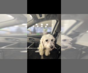 Morkie-Poodle (Miniature) Mix Puppy for sale in COLUMBUS, OH, USA