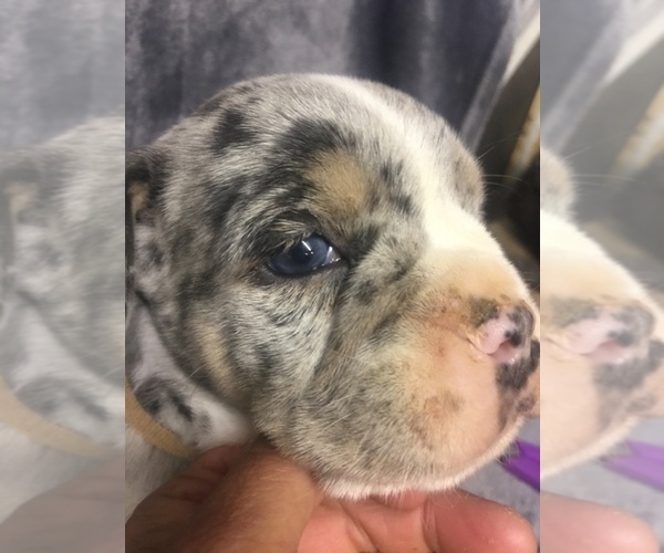 Medium Photo #6 Olde English Bulldogge Puppy For Sale in CHETEK, WI, USA