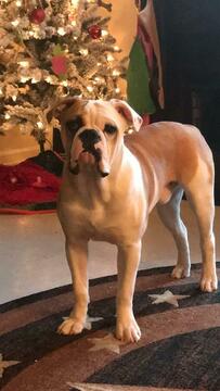 Medium Photo #1 Olde English Bulldogge Puppy For Sale in COLUMBUS, GA, USA