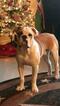 Small Photo #1 Olde English Bulldogge Puppy For Sale in COLUMBUS, GA, USA