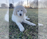 Small Photo #2 Great Pyrenees-Maremma Sheepdog Mix Puppy For Sale in CONNEAUT, OH, USA