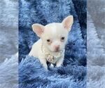 Small #24 Chihuahua