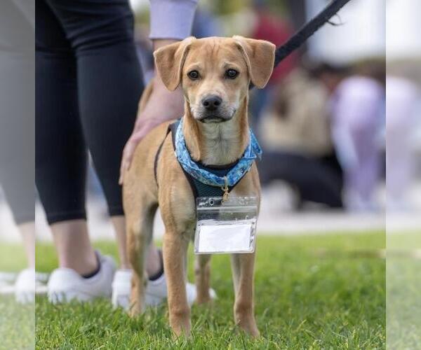 Medium Photo #11 Miniature Pinscher-Unknown Mix Puppy For Sale in San Diego, CA, USA