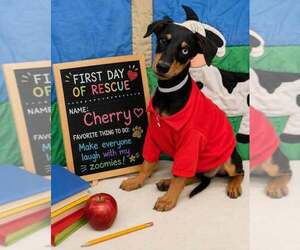 Doberman Pinscher-Unknown Mix Dogs for adoption in Lakewood, CO, USA