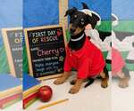 Small Doberman Pinscher Mix