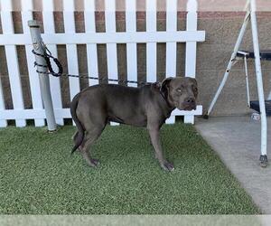 Mutt Dogs for adoption in Modesto, CA, USA