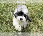 Puppy Blueberry AKC Schnoodle (Miniature)