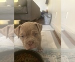 Small #4 American Bully