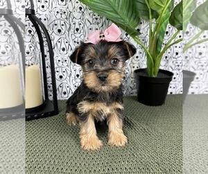 Yorkshire Terrier Puppy for Sale in FRANKLIN, Indiana USA