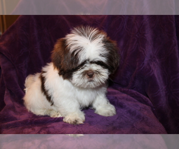 Medium Photo #16 Shih Tzu Puppy For Sale in BLOOMINGTON, IN, USA