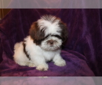 Small Photo #16 Shih Tzu Puppy For Sale in BLOOMINGTON, IN, USA