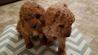 Poodle (Miniature) Puppy for sale in GOOCHLAND, VA, USA