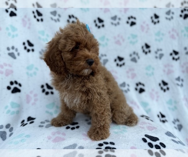 Medium Photo #6 Cock-A-Poo Puppy For Sale in LAKELAND, FL, USA