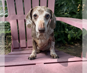 Dachshund Dogs for adoption in Weston, FL, USA
