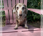 Small Dachshund