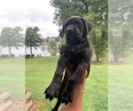Small Photo #7 Cane Corso Puppy For Sale in KINGS MOUNTAIN, NC, USA