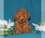 Small #2 Goldendoodle (Miniature)