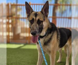 German Shepherd Dog-Unknown Mix Dogs for adoption in Las Vegas, NV, USA