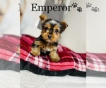 Small Photo #7 Yorkshire Terrier Puppy For Sale in COOKEVILLE, TN, USA