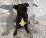 Small #4 Mutt