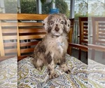 Chip - Male Labradoodle Puppy for Sale - Photo #5