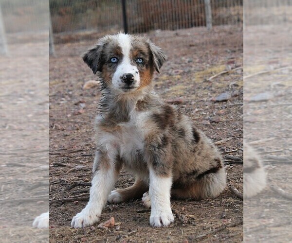 Medium Photo #1 Australian Shepherd Puppy For Sale in WITTMANN, AZ, USA