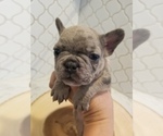 Small Photo #4 French Bulldog Puppy For Sale in BALDWIN PARK, CA, USA