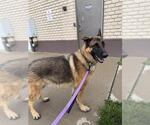 Small German Shepherd Dog