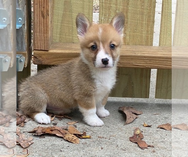 Medium Photo #1 Pembroke Welsh Corgi Puppy For Sale in MAGNOLIA, TX, USA