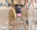 Small #11 Mastiff