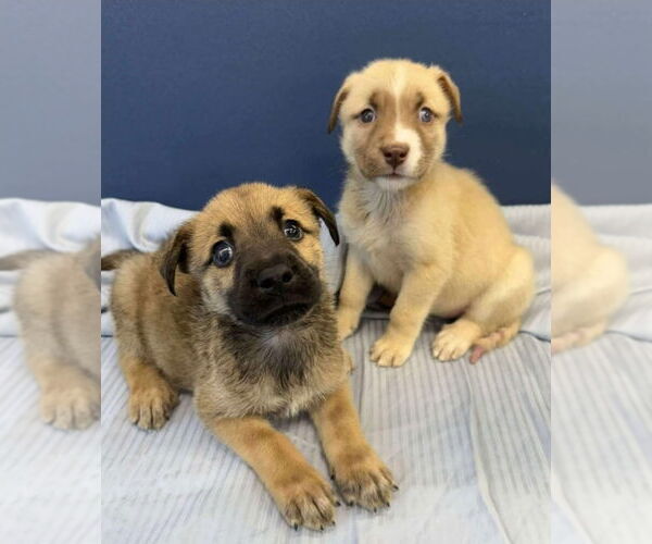 Medium Photo #4 Mutt Puppy For Sale in Lakewood, CO, USA