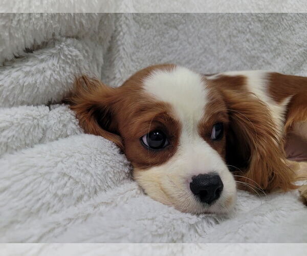 Medium Photo #6 Cavalier King Charles Spaniel Puppy For Sale in Lincolnwood, IL, USA