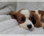 Small #5 Cavalier King Charles Spaniel