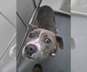 Mutt Dogs for adoption in Glen Allen, VA, USA