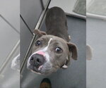 DA 32 Lyria - Female Mutt Dog for Adoption - Small photo