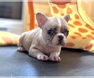 French Bulldog Puppy for sale in VIRGINIA BEACH, VA, USA
