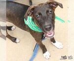 Small #5 Retriever  Mix