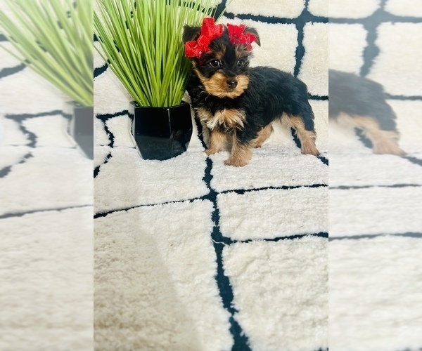 Medium Photo #5 Yorkshire Terrier Puppy For Sale in INDIANAPOLIS, IN, USA