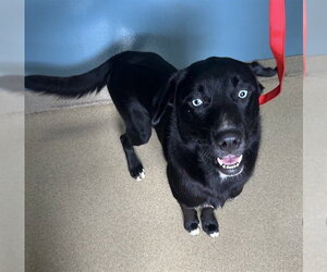 Labsky Dogs for adoption in Newton, NC, USA