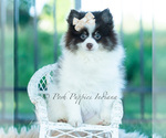 Small Photo #12 Pomeranian Puppy For Sale in WARSAW, IN, USA