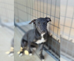 Mutt Dogs for adoption in Bolivar, MO, USA