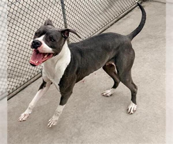 Medium Photo #1 American Pit Bull Terrier Puppy For Sale in Denver, CO, USA