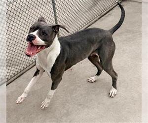 American Pit Bull Terrier Dogs for adoption in Denver, CO, USA