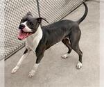 Small American Pit Bull Terrier