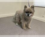 Small Pomeranian