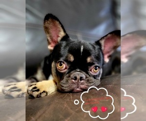 French Bulldog Puppy for sale in SARASOTA, FL, USA