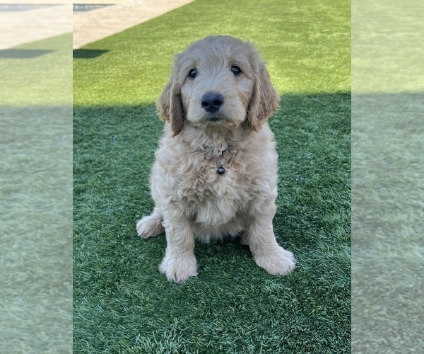 Medium Photo #108 Goldendoodle Puppy For Sale in PHOENIX, AZ, USA