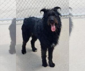Labradoodle Dogs for adoption in Ames, IA, USA